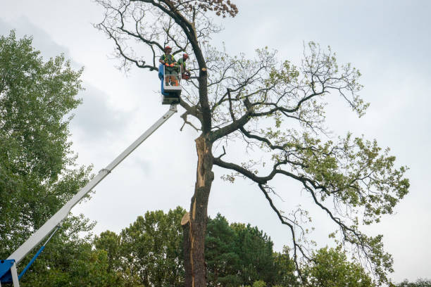 How Our Tree Care Process Works  in  Carrollton, TX